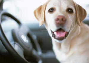 車検の価格を比較出来るサイトを活用する